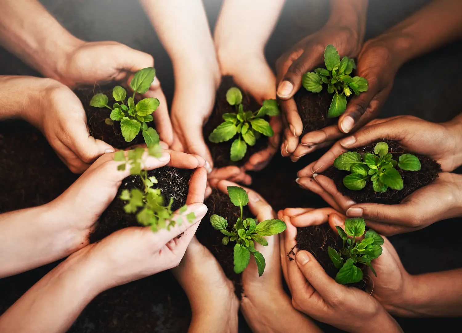 hands holding a plant in the ground
